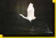 Photograph - Little Egret