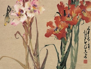 Gladioli