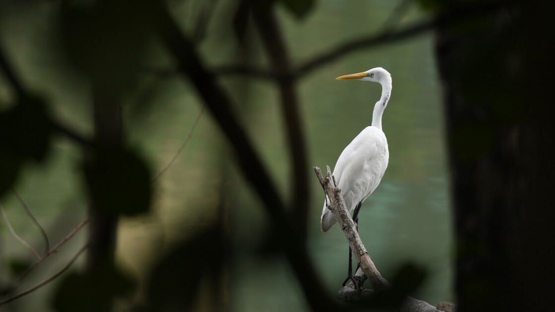 Great Egret at Shing Mun River